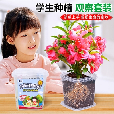 凤仙花种籽四季小学生科学实验观察向日葵儿童种植小盆栽植物种子