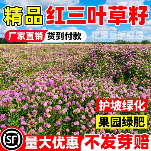红三叶草种子白三叶护坡固土红花三叶草种籽四季常青绿化绿肥草籽