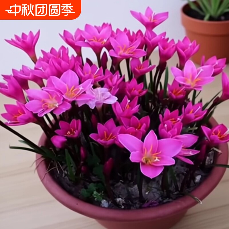 重瓣风雨兰花卉阳台庭院盆栽地载										