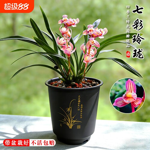 建兰荷瓣七彩玲珑四季兰花苗夏带花苞室内好养浓香味花卉绿植盆栽