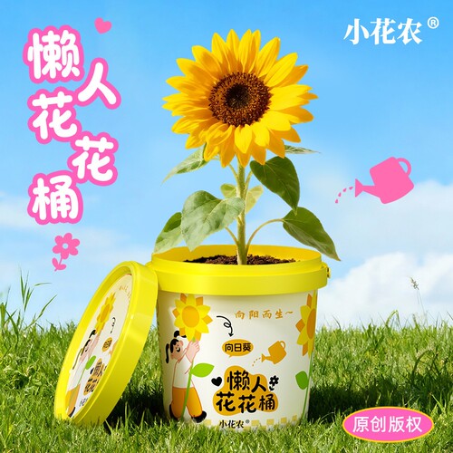 小花农懒人花花桶种植向日葵花