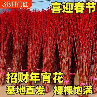 银柳真花鲜枝干花摆件新年红福桶招财年宵花卉盆栽室内水培绿植物