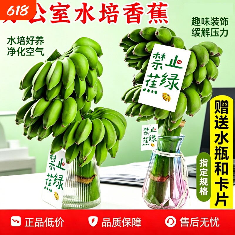 一整串带杆办公室水培香蕉种养禁止拒绝蕉绿不焦绿小米蕉皇帝芭蕉