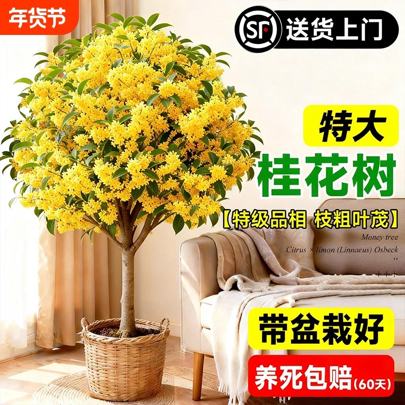四季桂花盆栽室内树苗绿植带花苞矮桩浓香型老桩金桂八月好养活