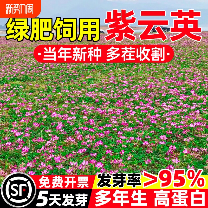 紫云英草籽高蛋白多年生花海蜜源绿肥家禽喜食牛羊马兔饲用草种子