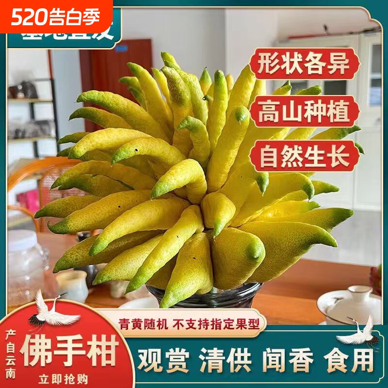 新鲜佛手现摘现发佛手柑水培观赏柑果清供佛食用佛手果鲜果柑年货