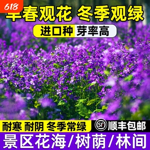 兰花籽四季春秋耐寒花种子牵牛花开花北方多年生野花月见草二月兰