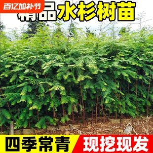 水杉树苗落羽杉四季常青风景大树南北方乔木行道树工程绿化杉树苗