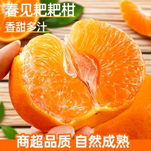四川春见耙耙柑粑粑柑橘子甜当季整箱杷杷新鲜水果丑柑桔年货生鲜
