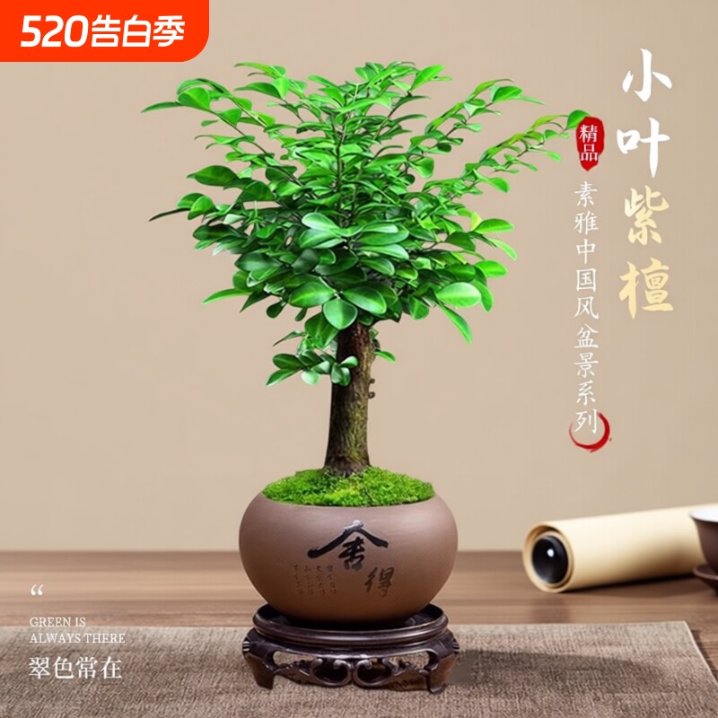 正宗小叶紫檀盆景老桩大赤楠盆栽绿植物办公室内花卉四季好养树苗