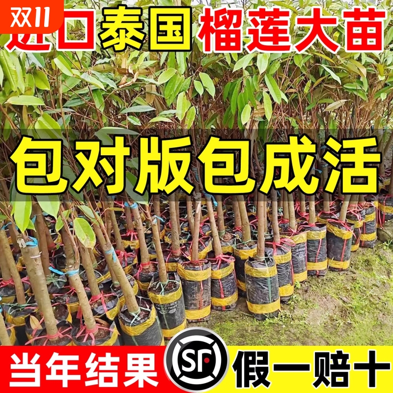 榴莲树果苗金枕猫山王榴莲