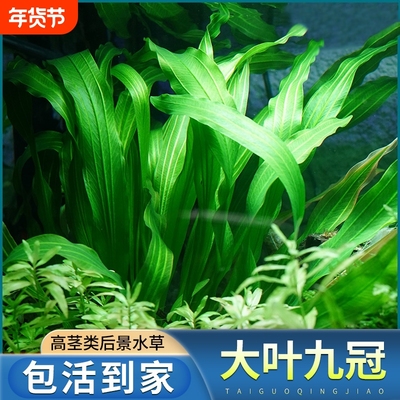 大叶九冠鱼缸造景专用阴性水草