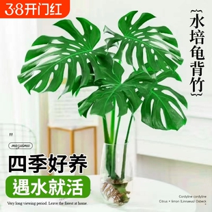 龟背竹盆栽水培植物老桩大叶绿萝水养富贵竹带根绿植室内好养花卉