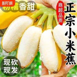 粉蕉9斤 包邮 小米蕉正宗香蕉5斤新鲜水果当季 整箱自然熟苹果蕉芭蕉