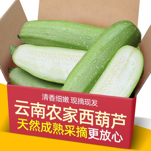 现摘云南大理农家西葫芦