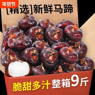 新鲜现挖马蹄新鲜水果荸荠地栗蔬菜当季超甜大果土特产农家自种