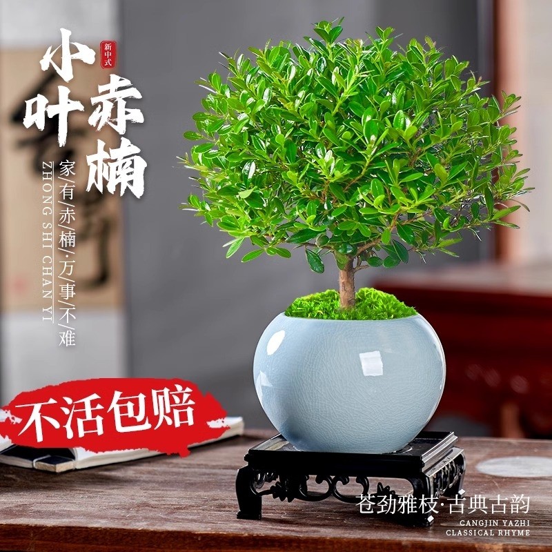 小叶赤楠盆景老桩植物办公室内绿植盆栽阳台好养紫檀桌面花卉摆件,鲜花速递/花卉仿真/绿植园艺,绿植,淘宝优惠券,粉丝福利购,淘宝优惠卷