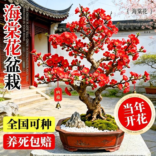 海棠花盆栽树苗老桩四季开花卉植物室内花庭院阳台名贵绿植好养活