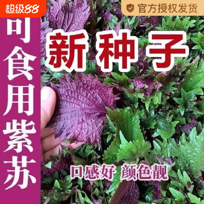 紫苏子紫苏种子紫苏叶盆栽可食用种植苗四季籽种蔬菜孑苏子叶孔雀