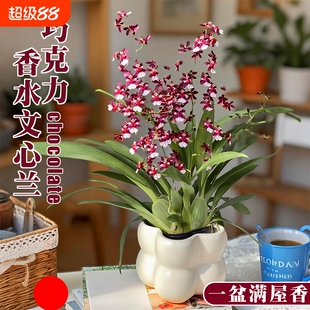 泰国巧克力香水梦香文心兰冬带花盆栽室内好养浓香可水培绿植室外