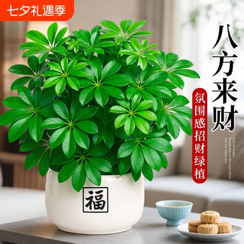 鸭脚木发财树盆栽|430人收藏