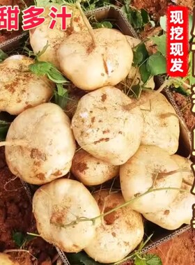 广西凉薯新鲜现挖地瓜当季蔬菜水果豆薯农家地萝卜沙葛白地瓜番薯
