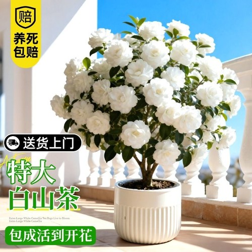 白色山茶花带花苞盆栽四季开花