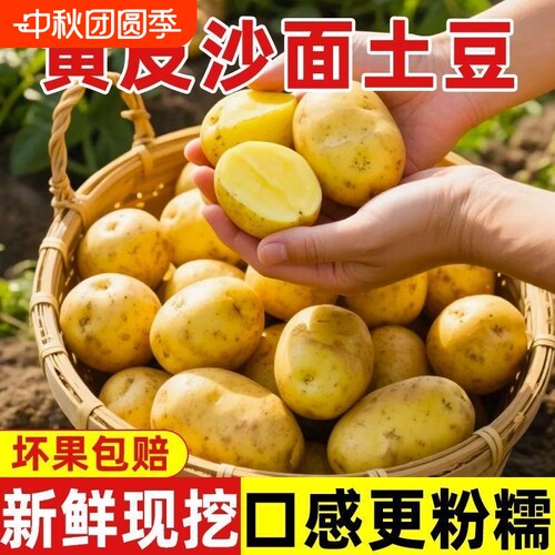 黄皮土豆黄心土豆应季新鲜蔬菜马铃薯现挖现发洋芋土豆整箱批发