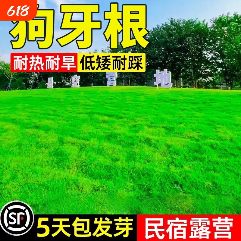 狗牙根草籽低矮耐踩踏四季常青公园庭院护坡绿化耐寒耐旱草坪种子