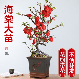 海棠花盆栽四季真海棠树苗庭院地栽花卉盆景老桩重瓣开花阳台客厅