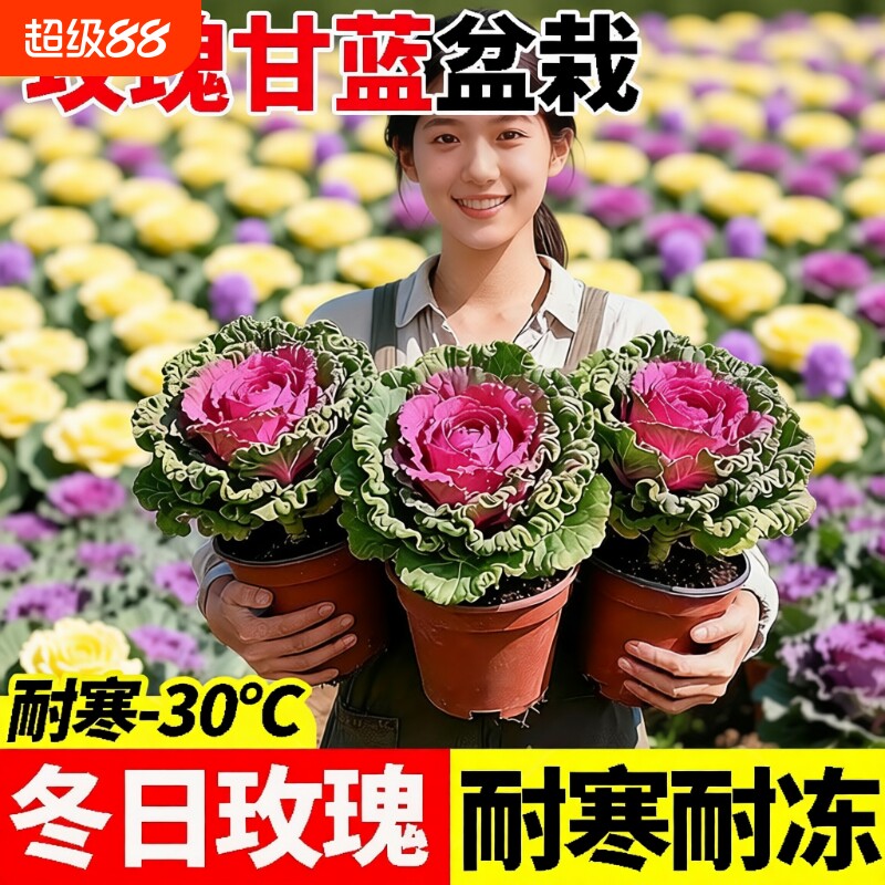 食用羽衣甘蓝盆栽大苗植物花卉牡丹冬季耐寒室内室外种植耐冻品种图片