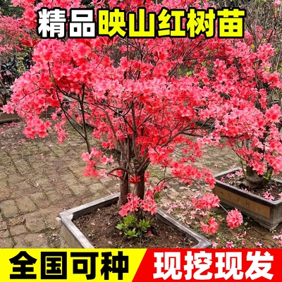 映山红树苗老桩当年开花映山红苗毛杜鹃花苗南方北方种植抗寒抗冻