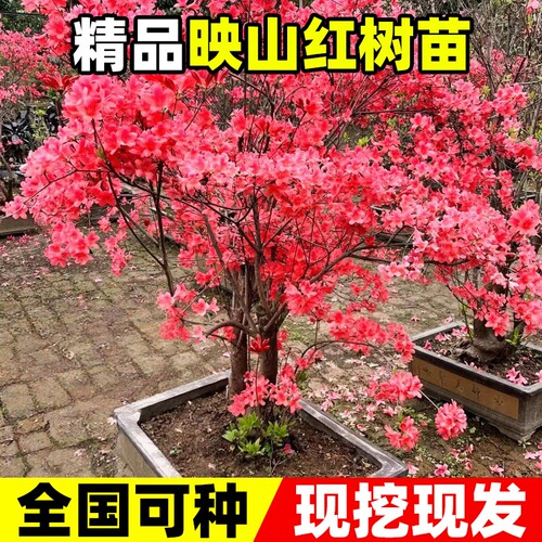 映山红树苗老桩当年开花映山红苗毛杜鹃花苗南方北方种植抗寒抗冻