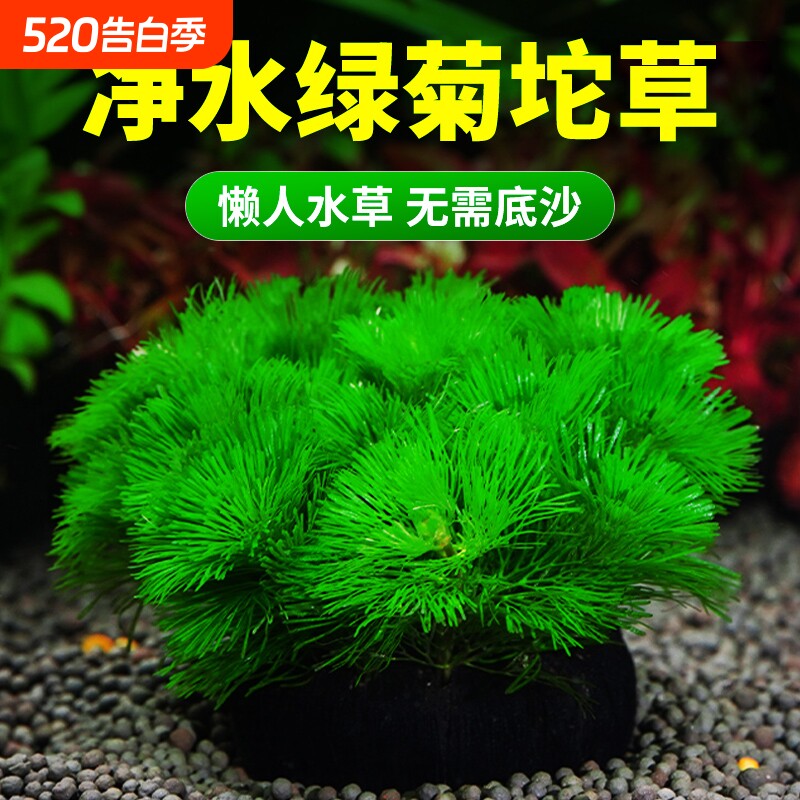 绿菊大坨草缸水草植物鱼缸造景专用水培增氧淡水阴性后景蜈蚣坨草