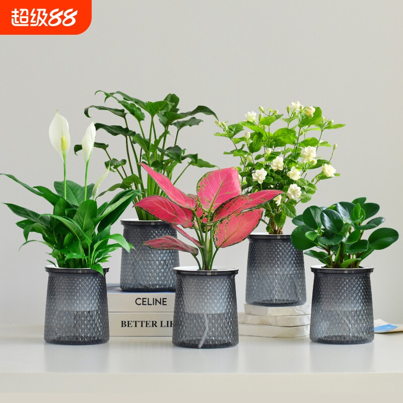 绿萝盆栽水培绿植好养小盆栽组合室内花卉净化空气植物客厅白掌图片