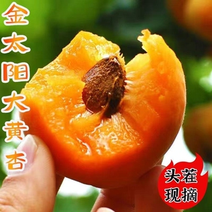 【头茬现摘】山西大黄杏新鲜杏子应季水果金太阳黄杏酸甜整箱批发