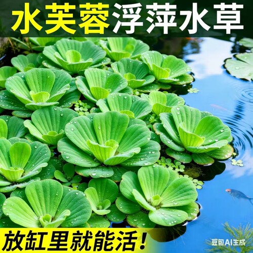 芙蓉莲水芙蓉水培水生植物大藻水莲水草浮萍净化水质鱼虾龟缸造景