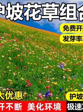 护坡固土草籽草花混合山体喷播草籽种耐寒耐旱生态修复灌木混播籽