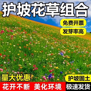 护坡固土草籽草花混合山体喷播草籽种耐寒耐旱生态修复灌木混播籽