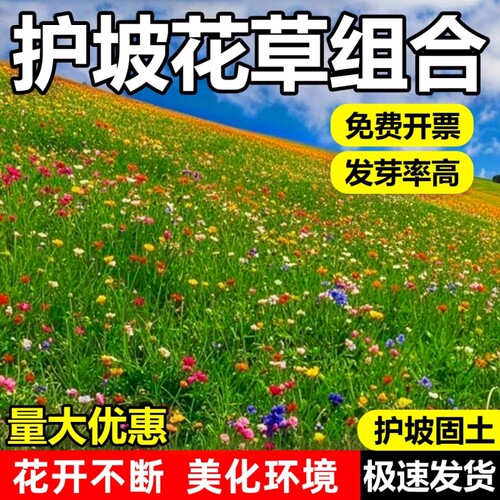 护坡固土草籽草花混合山体喷播草籽种耐寒耐旱生态修复灌木混播籽