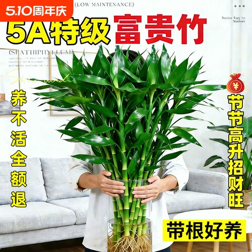 特级富贵竹带根水培植物客厅招财室内花卉绿植观音竹转运竹子盆栽