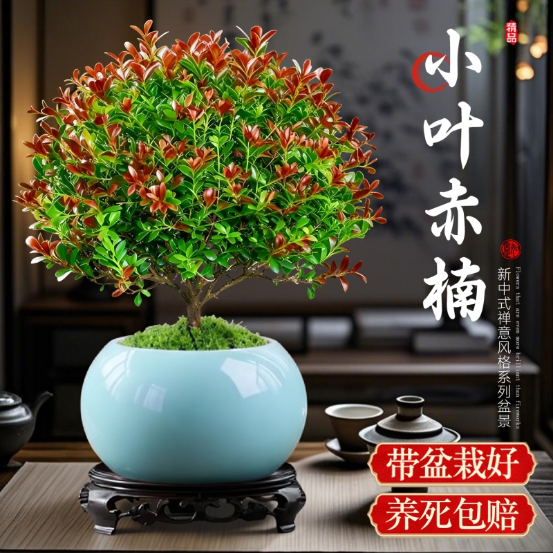 小叶赤楠盆栽绿植四季常青