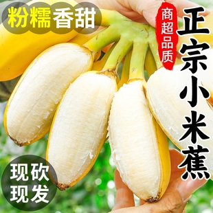 粉蕉9斤 包邮 小米蕉正宗香蕉5斤新鲜水果当季 整箱自然熟苹果蕉芭蕉