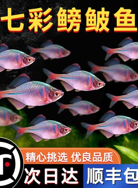 顺丰上门-七彩鳑鲏鱼-冷水鱼
