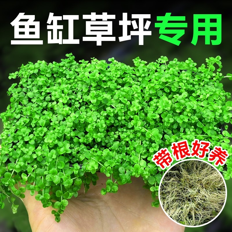 爬地矮珍珠水草日本趴地高珍珠草植物生态鱼缸造景草坪专用净水草