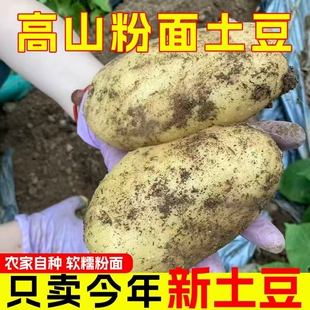 正宗贵州黄心粉面土豆黄土高原黄心大土豆马铃薯新鲜蔬菜