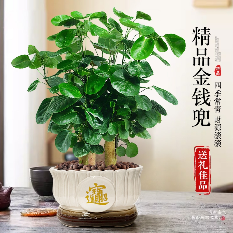 金钱兜钱多多盆栽书房绿植