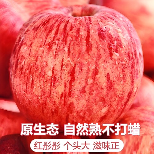 新果高山老树烟台山东红富士苹果