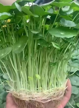 铜钱草水培盆栽招财|千人加购