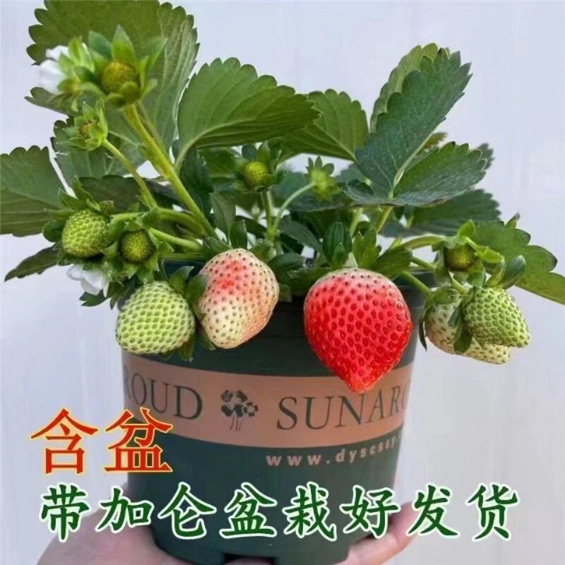 奶油草莓苗盆栽带盆带土种籽子可食用红颜四季结果阳台种植新苗秧